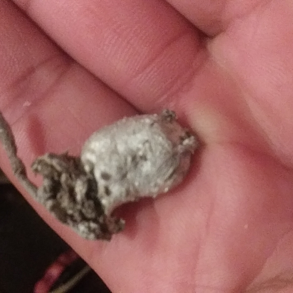 Yellow gold display - Picture 3 of 4